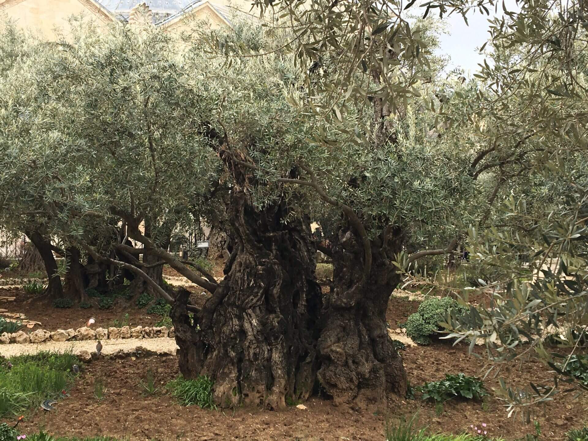 Ancient olive tree in a garden.