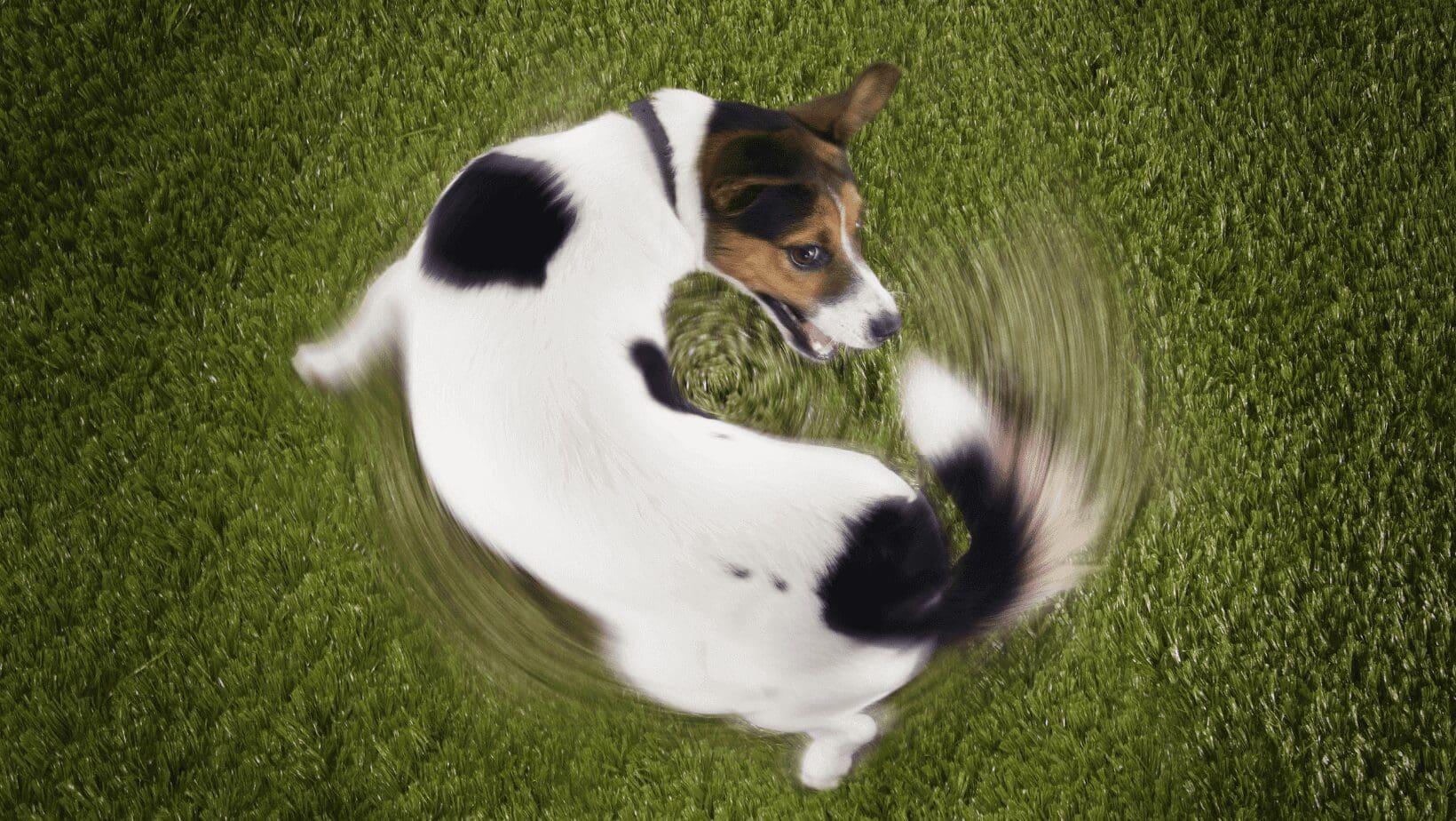 Dog chasing its tail on green grass.