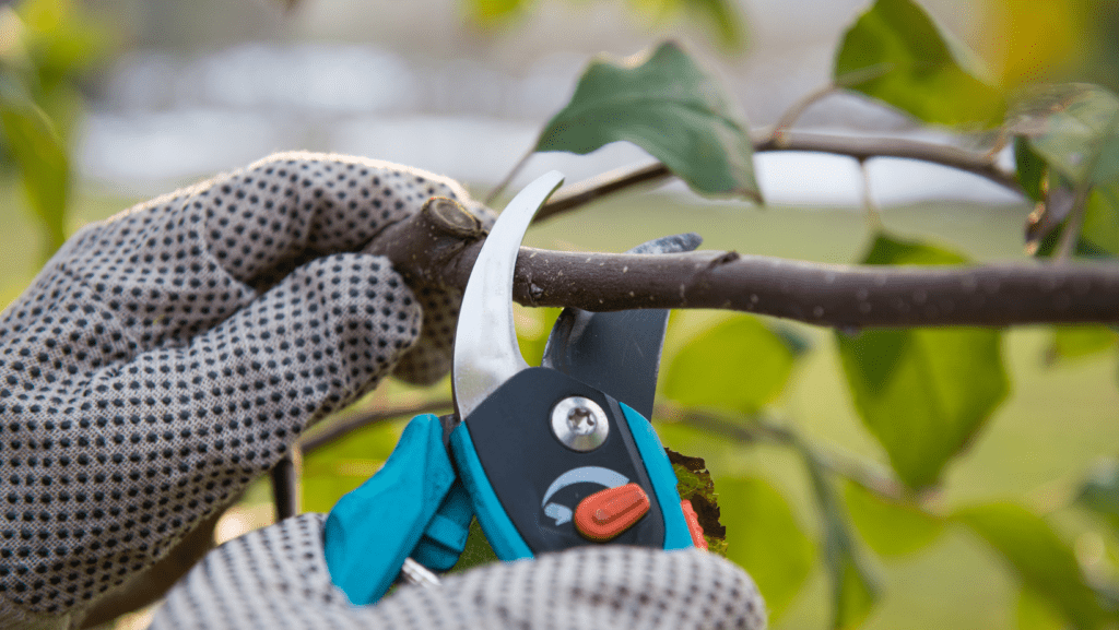A Man Cutting A Branch Of a Plant With A Cutter