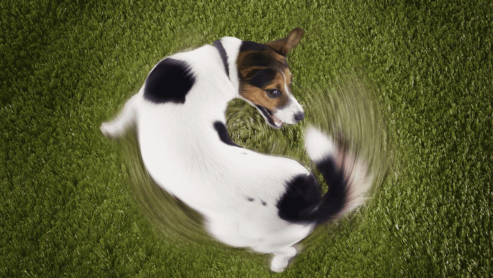 A white dog with brown and black coloring chasing its tail
