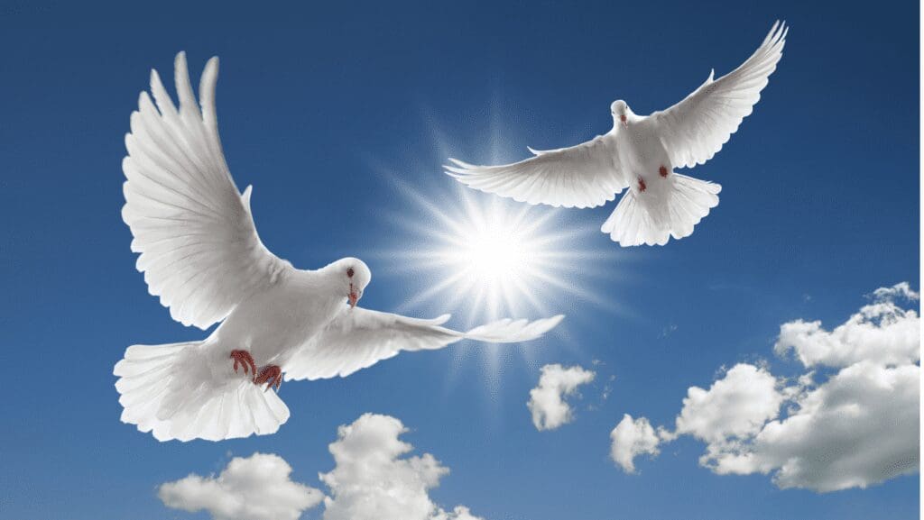 Two white doves flying against a bright blue sky with the sun shining.