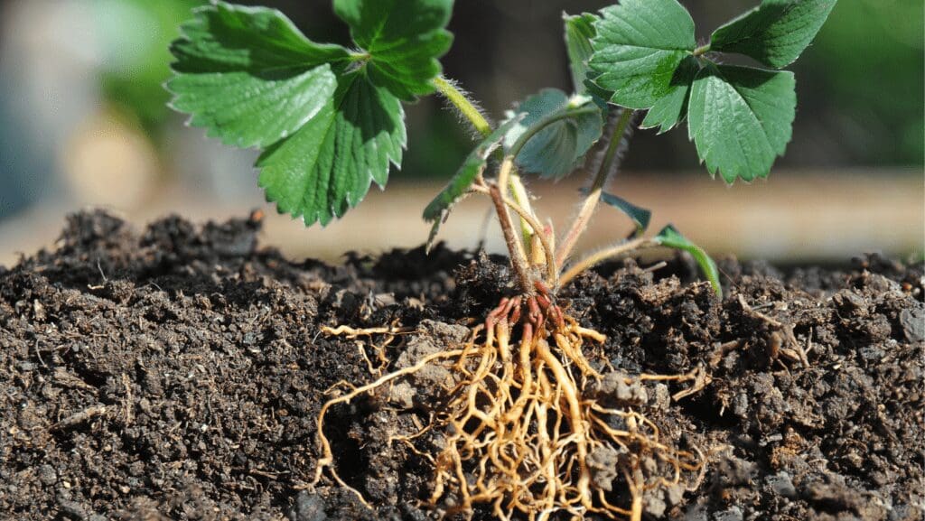 A plant and its roots on soil