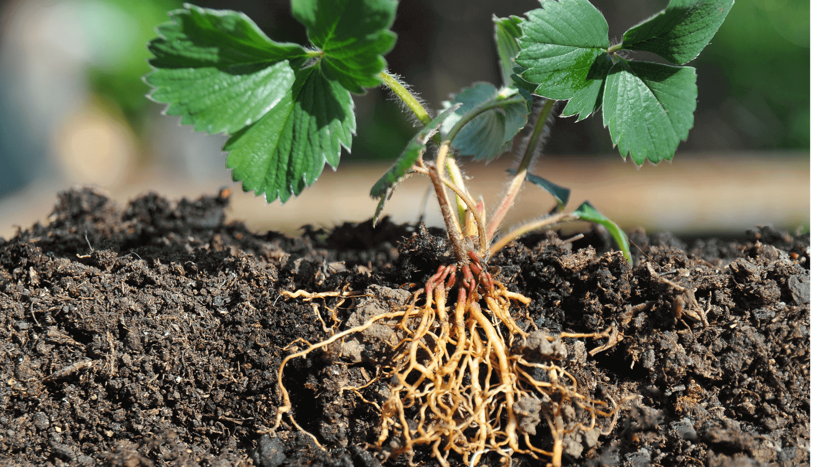 Strawberry plant with visible roots in soil.