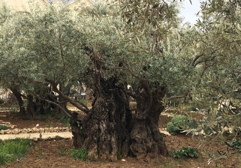 Ancient olive tree in a garden.