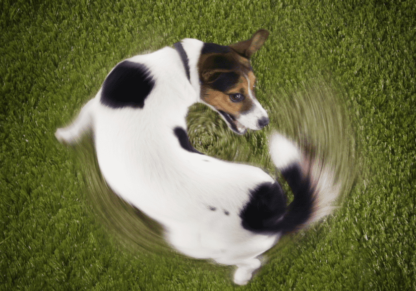 A white dog with brown and black coloring chasing its tail