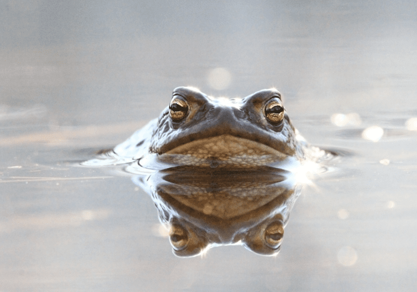 A frog leaping out of the lake