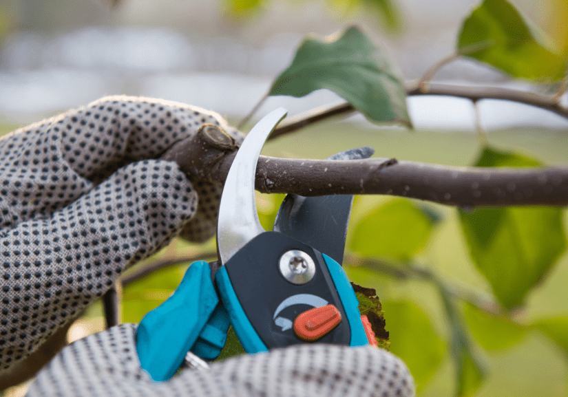 A Man Cutting A Branch Of a Plant With A Cutter