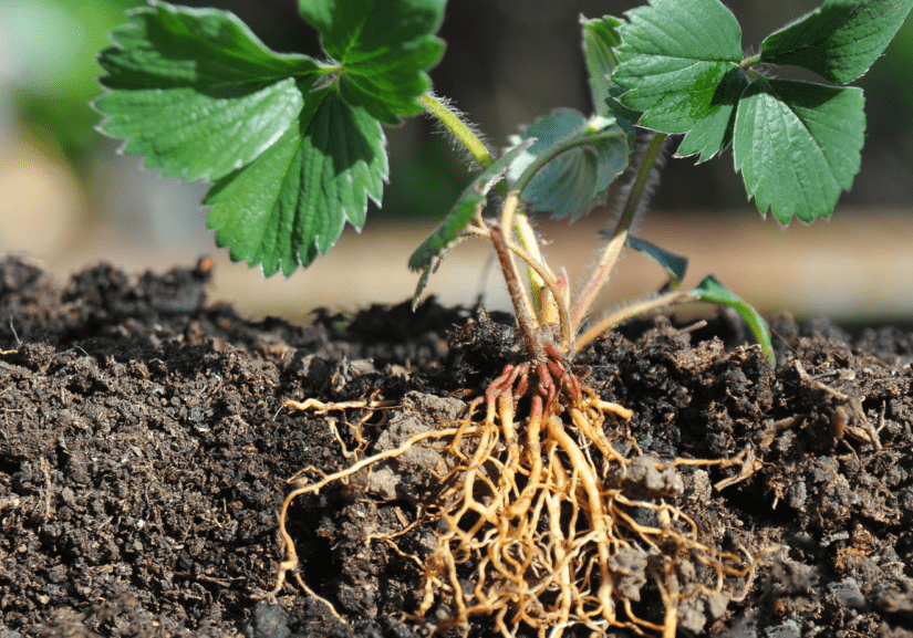 A plant and its roots on soil